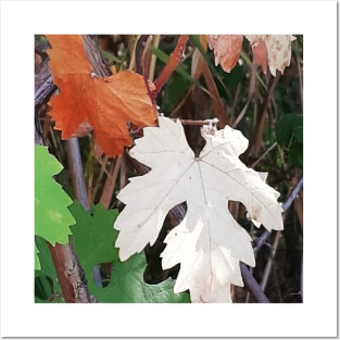 Colored leaves,  autumn, fall, leaves, leaf, Xmas, Christmas, spring, leaves decor, Posters and Art